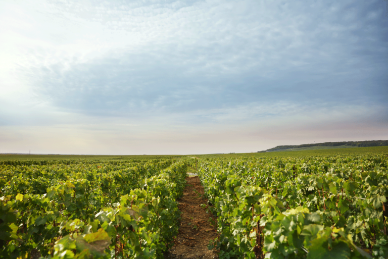 Champagne Bourgeois Hartmann vue vignes